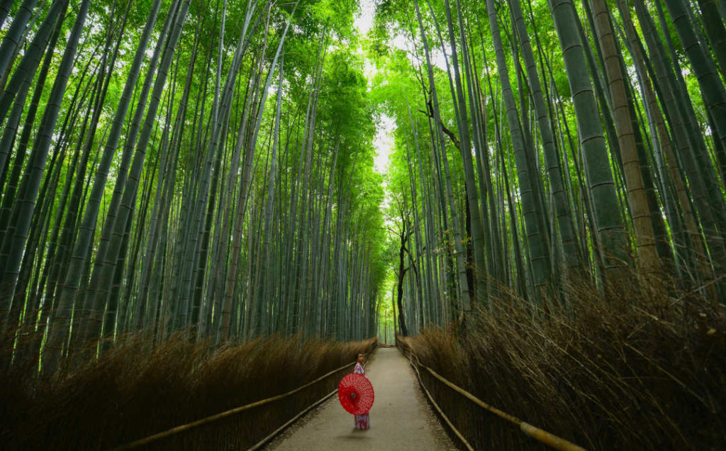 Bamboo Grove Kyoto