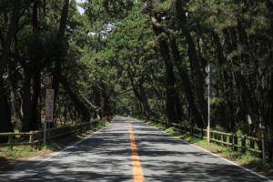 Black Pine Forest Saga, Tempat Wisata di Prefektur Saga