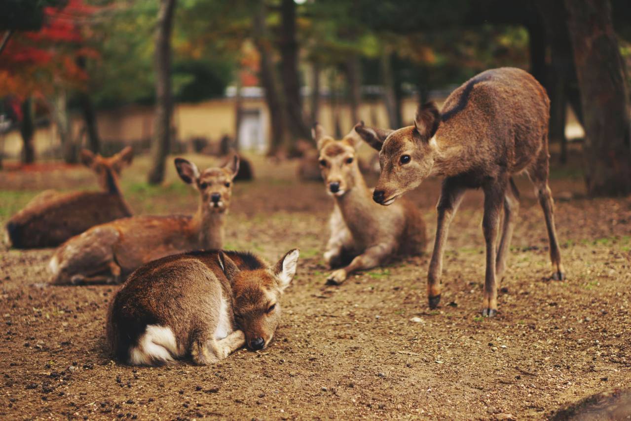 Nara Park, Tempat Wisata di Prefektur Nara