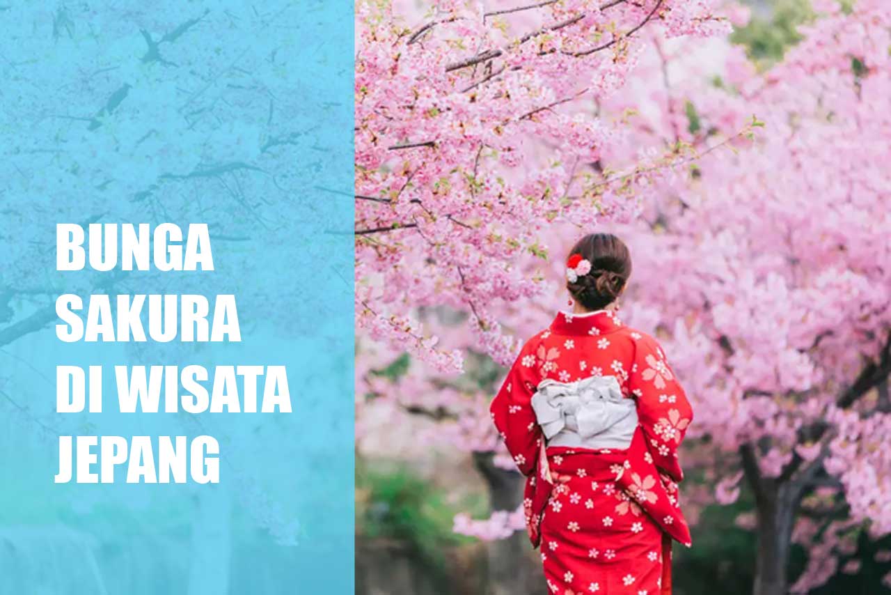 Bunga Sakura Di Wisata Jepang