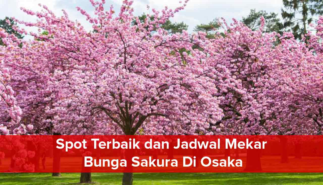 Informasi Spot Terbaik dan Jadwal Mekar Bunga Sakura Di Osaka