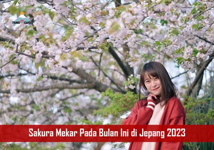 Sakura Mekar Pada Bulan Ini di Jepang 2023