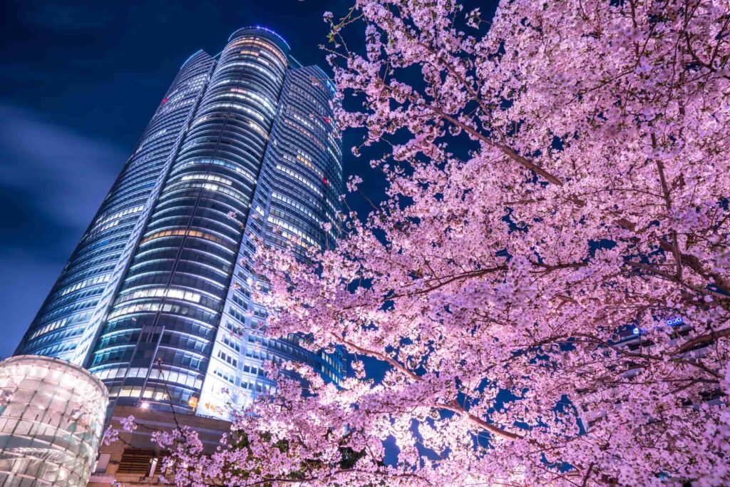 Roppongi Hills and Cherry Blossoms at night