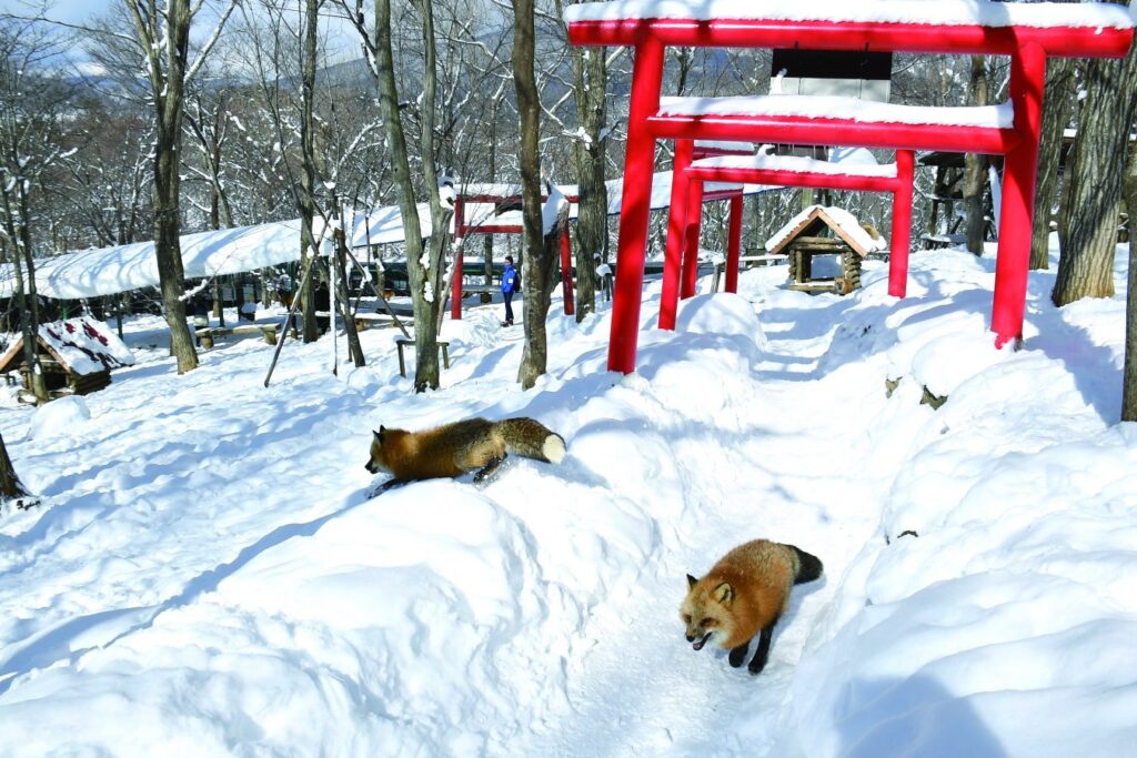Cute foxes at Zao Fox Village