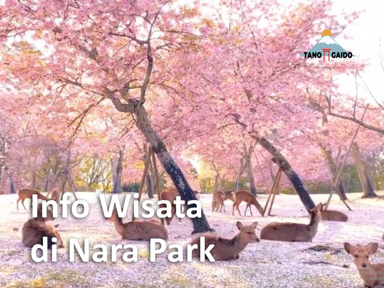 Info Wisata di Nara Park