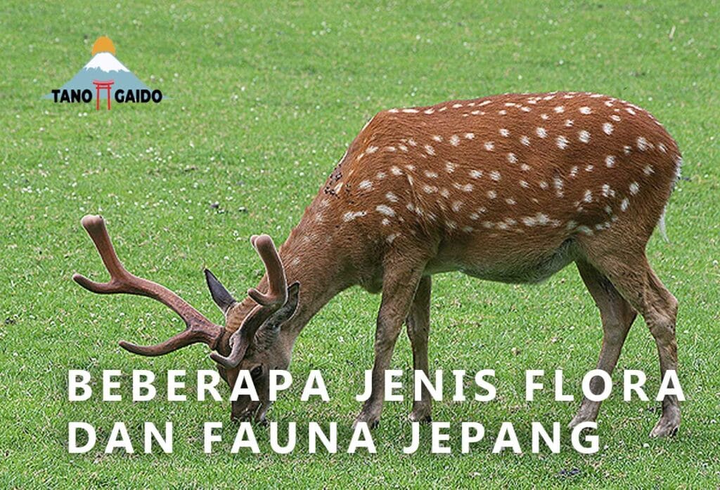 Bring the Lake to Life: 8 DIY Projects Inspired by Toba's Flora and Fauna