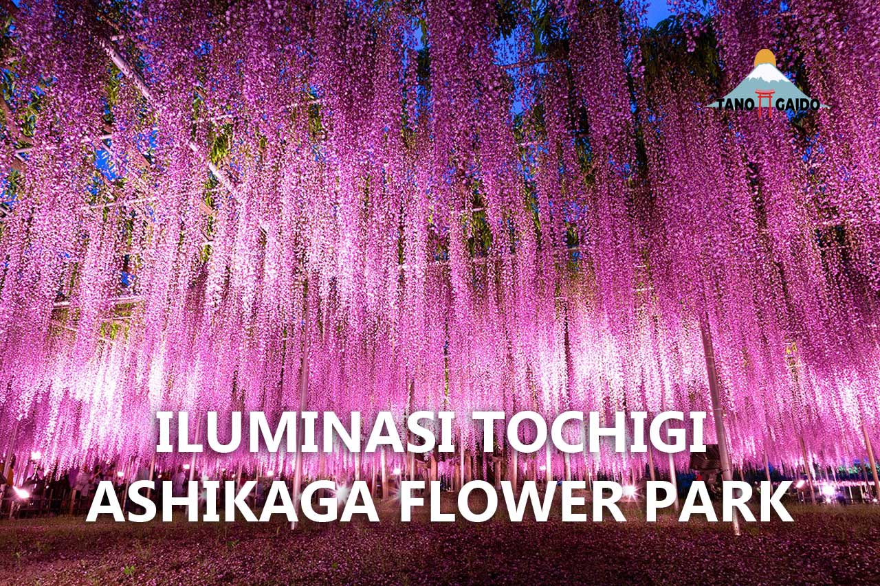Iluminasi Tochigi Ashikaga Flower Park