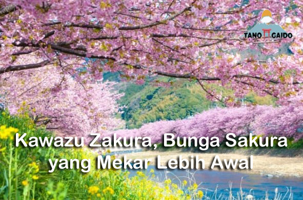Kawazu Zakura, Bunga Sakura yang Mekar Lebih Awal