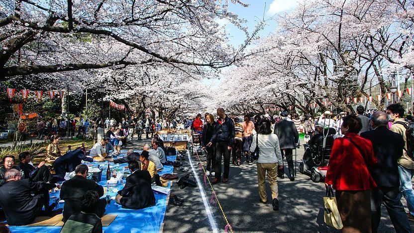Suasana Hanami di Ueno Park