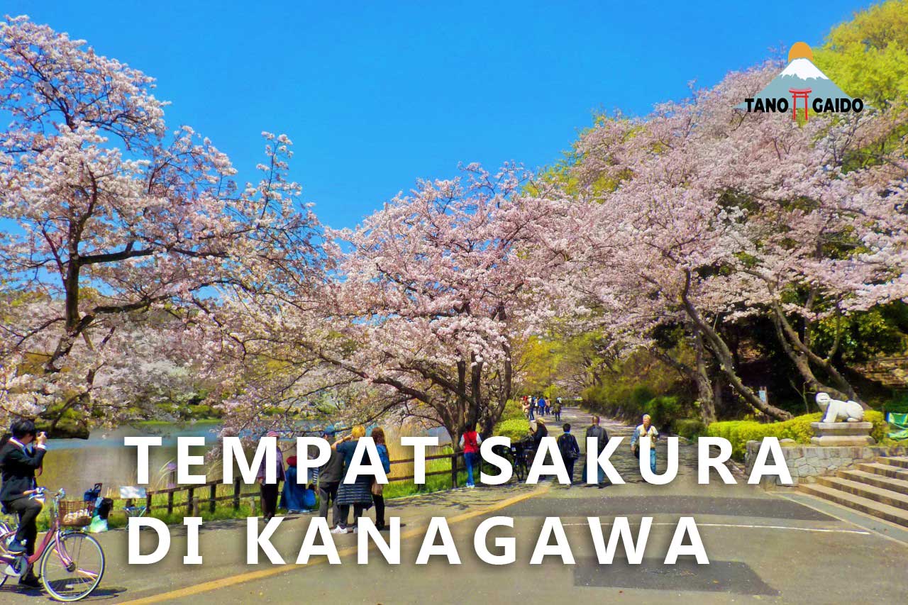 Tempat Sakura di Kanagawa