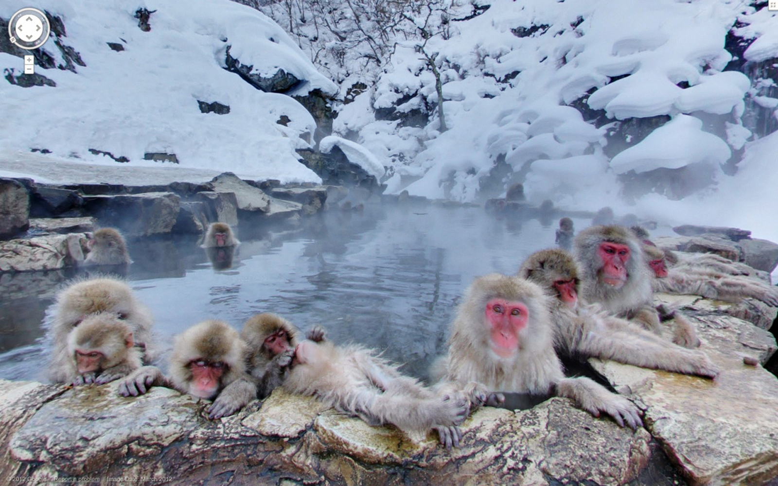 Monyet Salju di Jigokudani Monkey Park