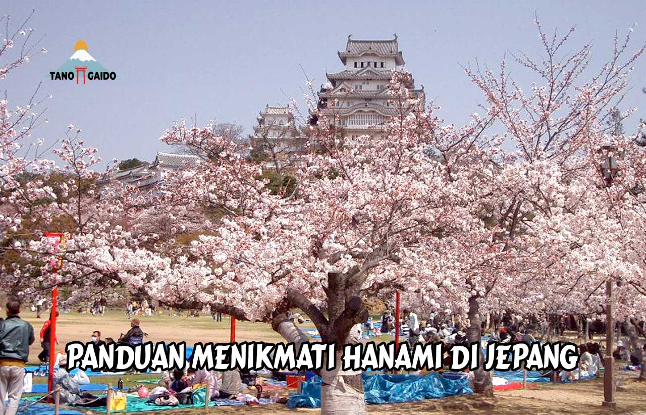 Panduan Menikmati Hanami Di Jepang | TANOGAIDO