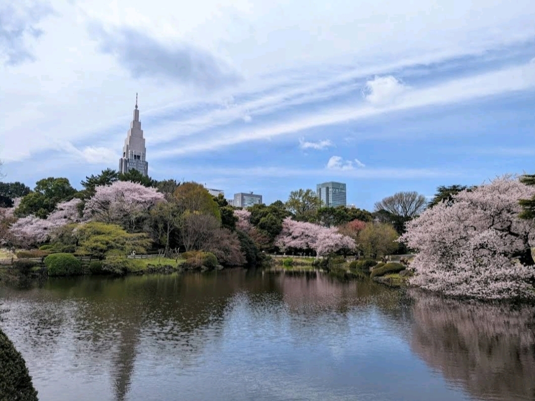 shinjuku gyoen national garden cherry blossom