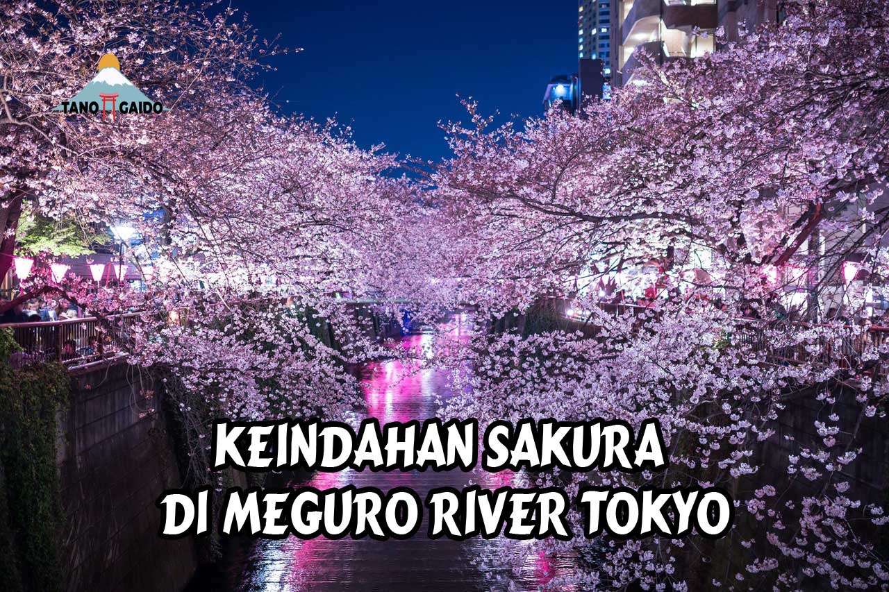 Jelajahi Keindahan Sakura Di Meguro River, Tokyo | Wisata Jepang