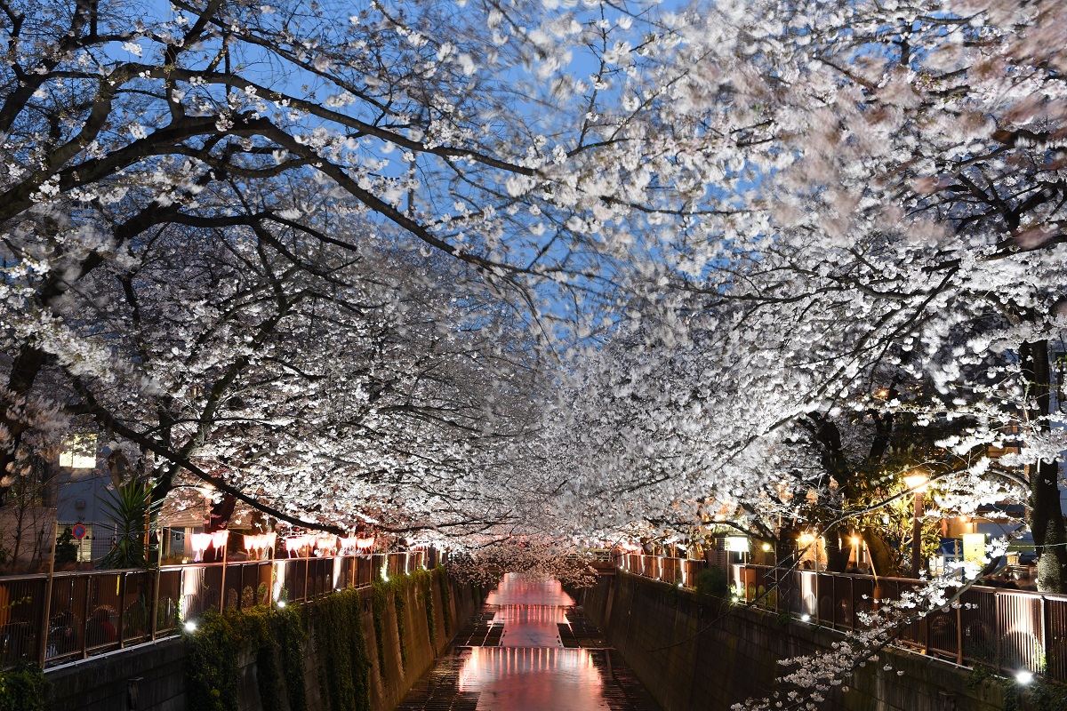 Sakura di Meguro River