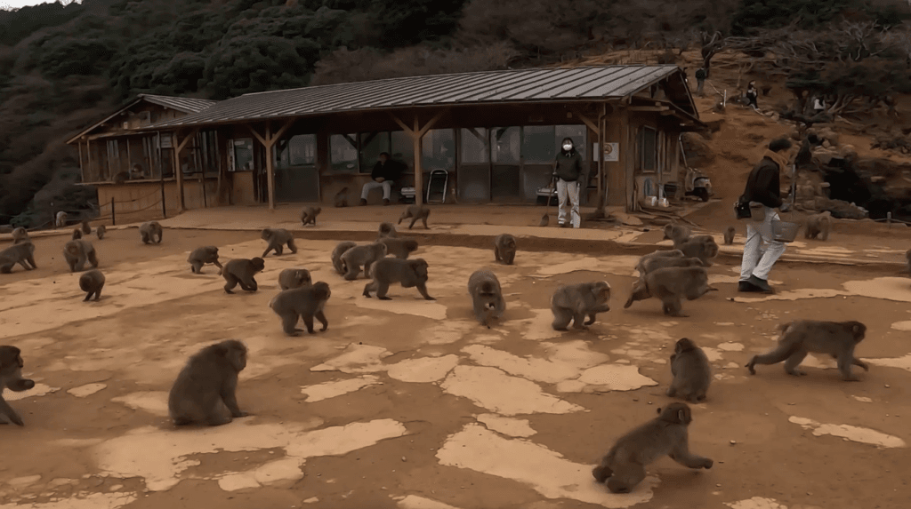 Arashiyama Monkey Park