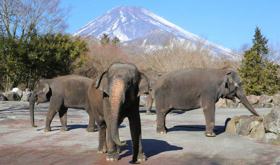 Gajah di Fuji Safari Park