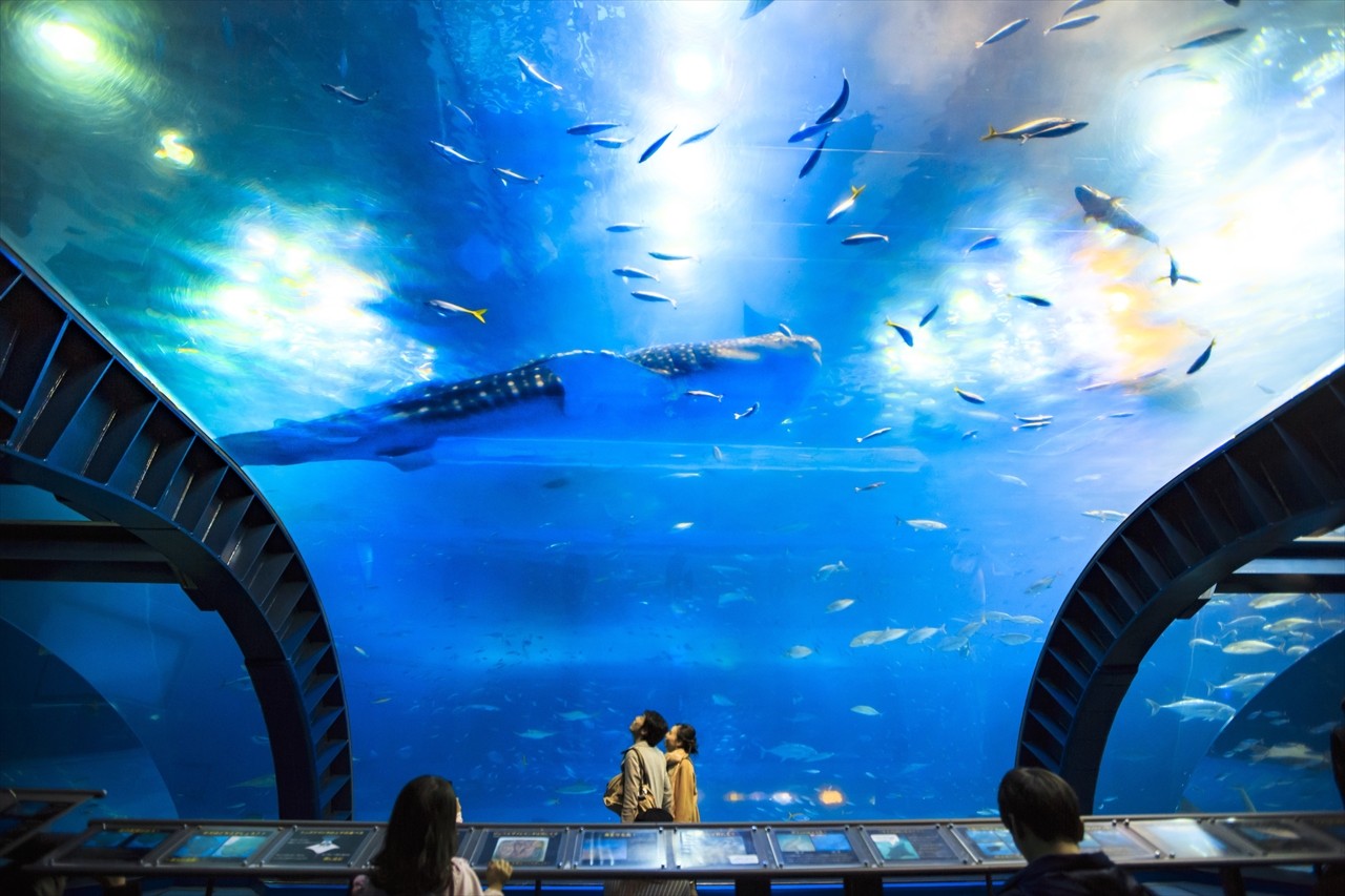 Okinawa Churaumi Aquarium Lantai 2