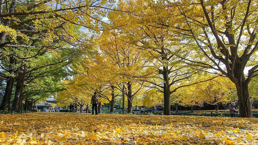 Showa Memorial Park Autumn